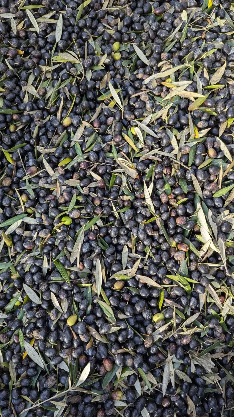 Olive harvest in Alentejo, Portugal