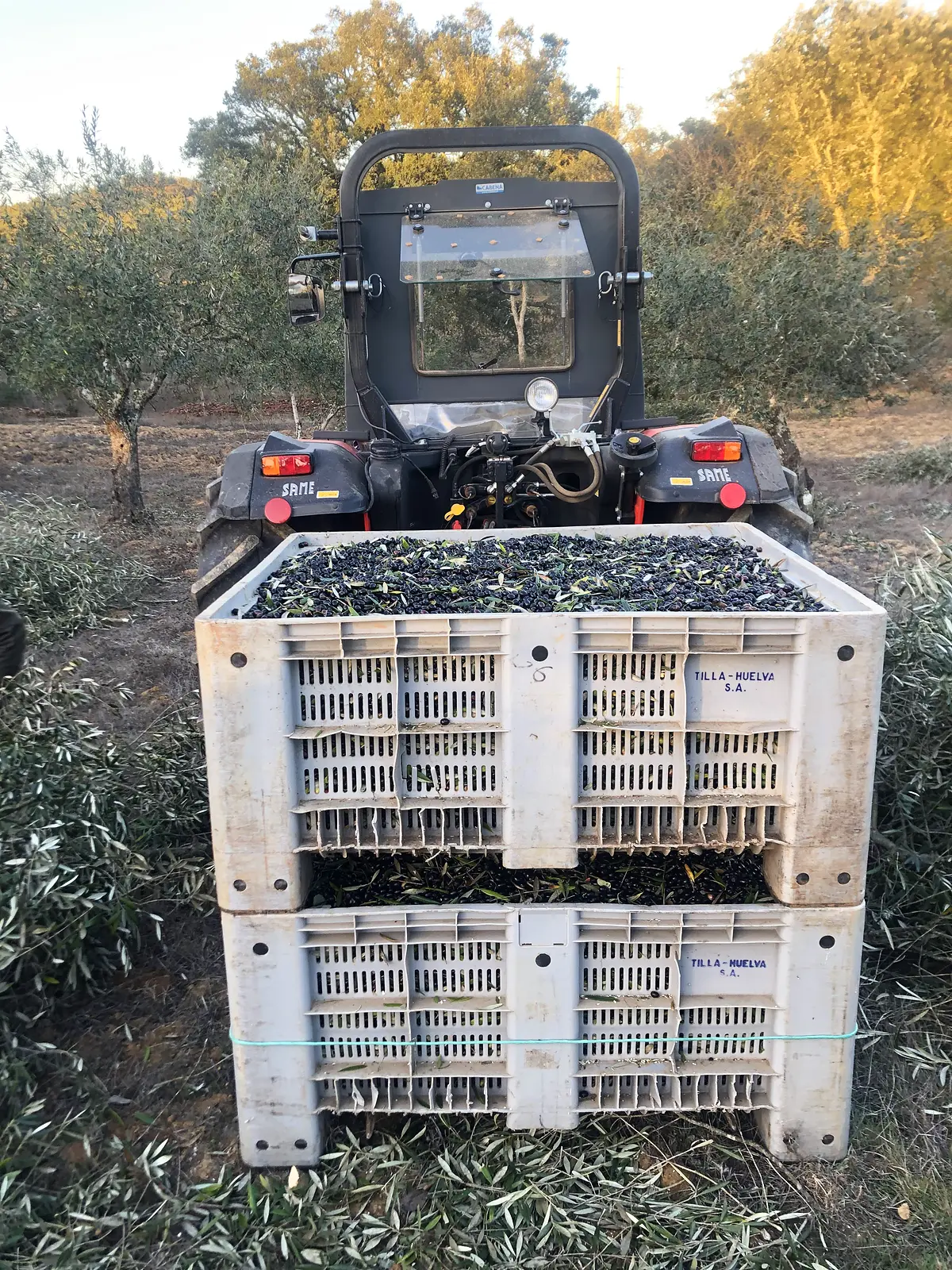 Crates full of olives loaded on a tractor in the olive grove