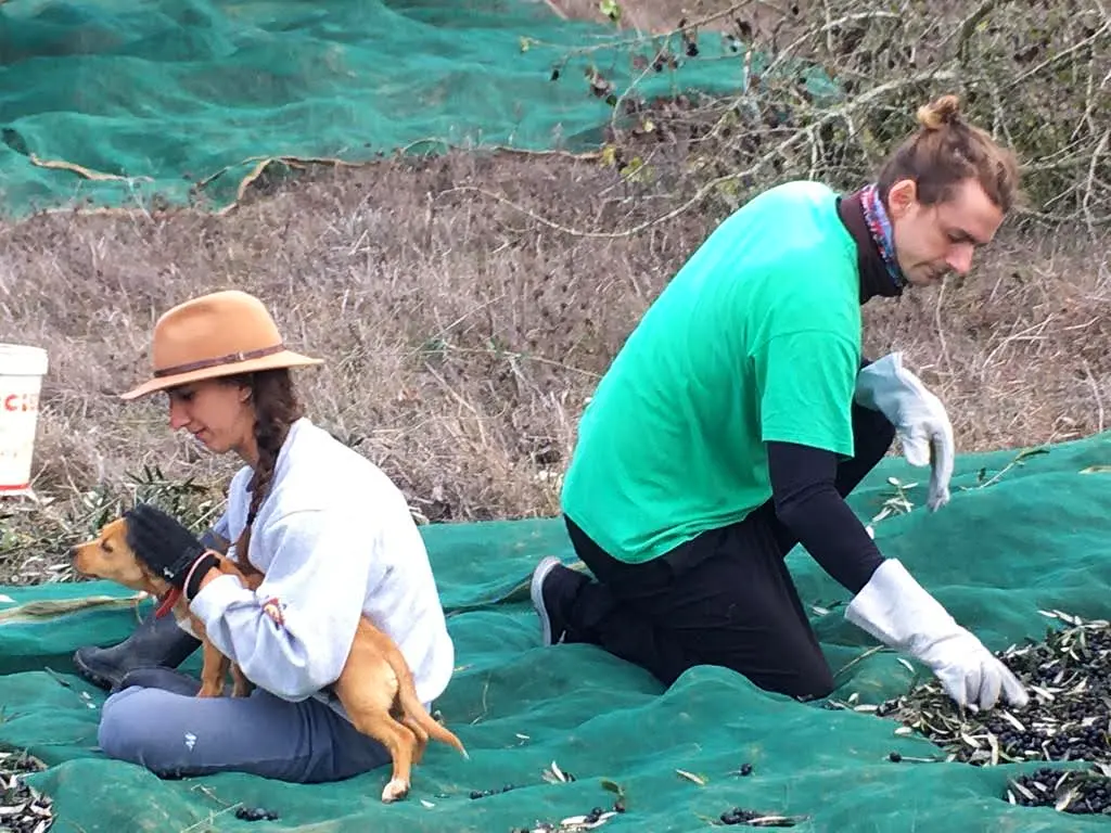 Friends sorting olives on the harvest nets, with a dog on someone's lap
