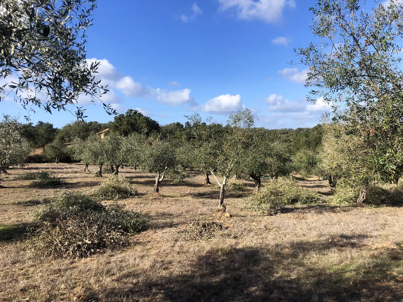 Olivar bajo un cielo azul de otoño en el Alentejo