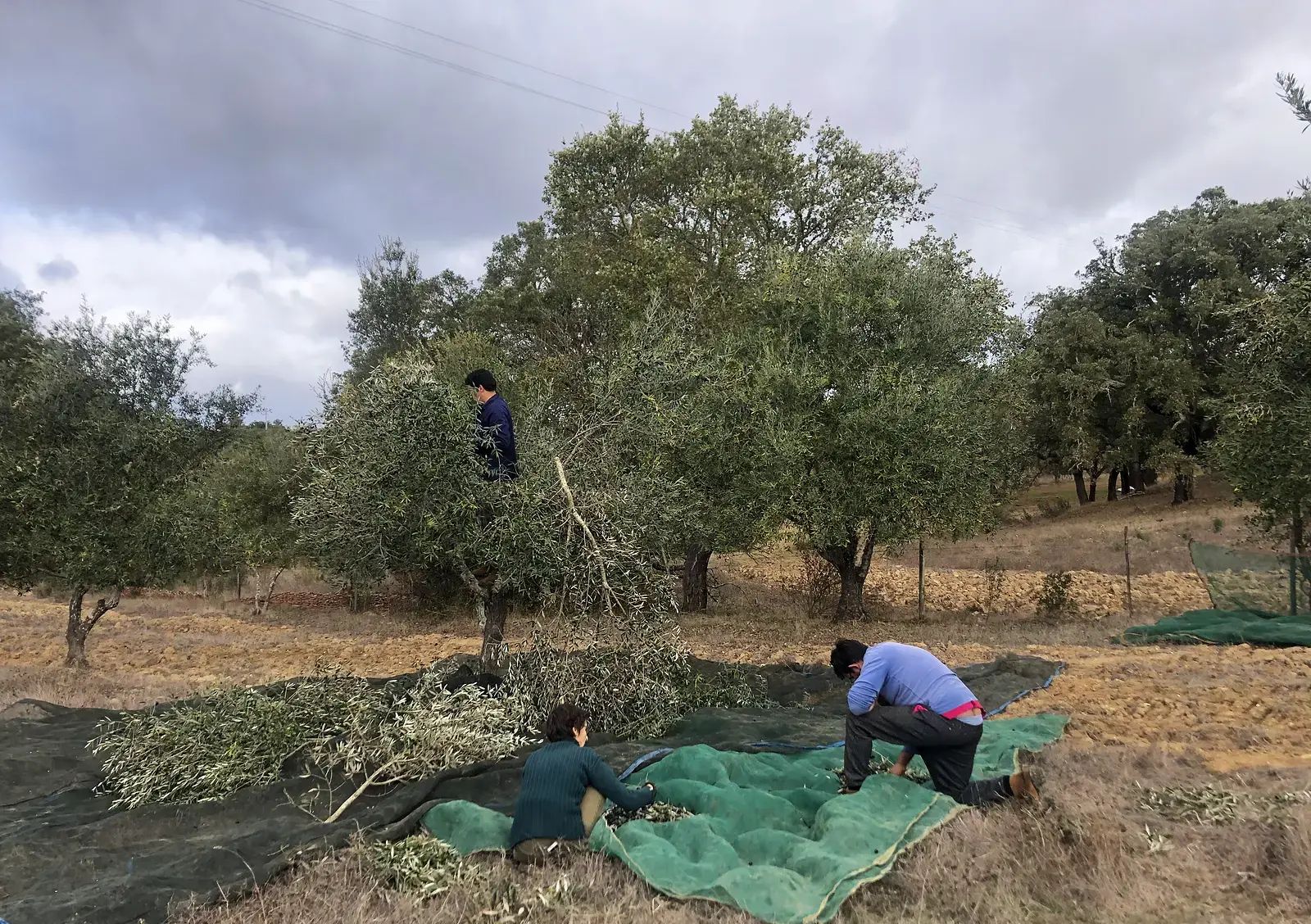 Gathering the harvest nets under the olive trees