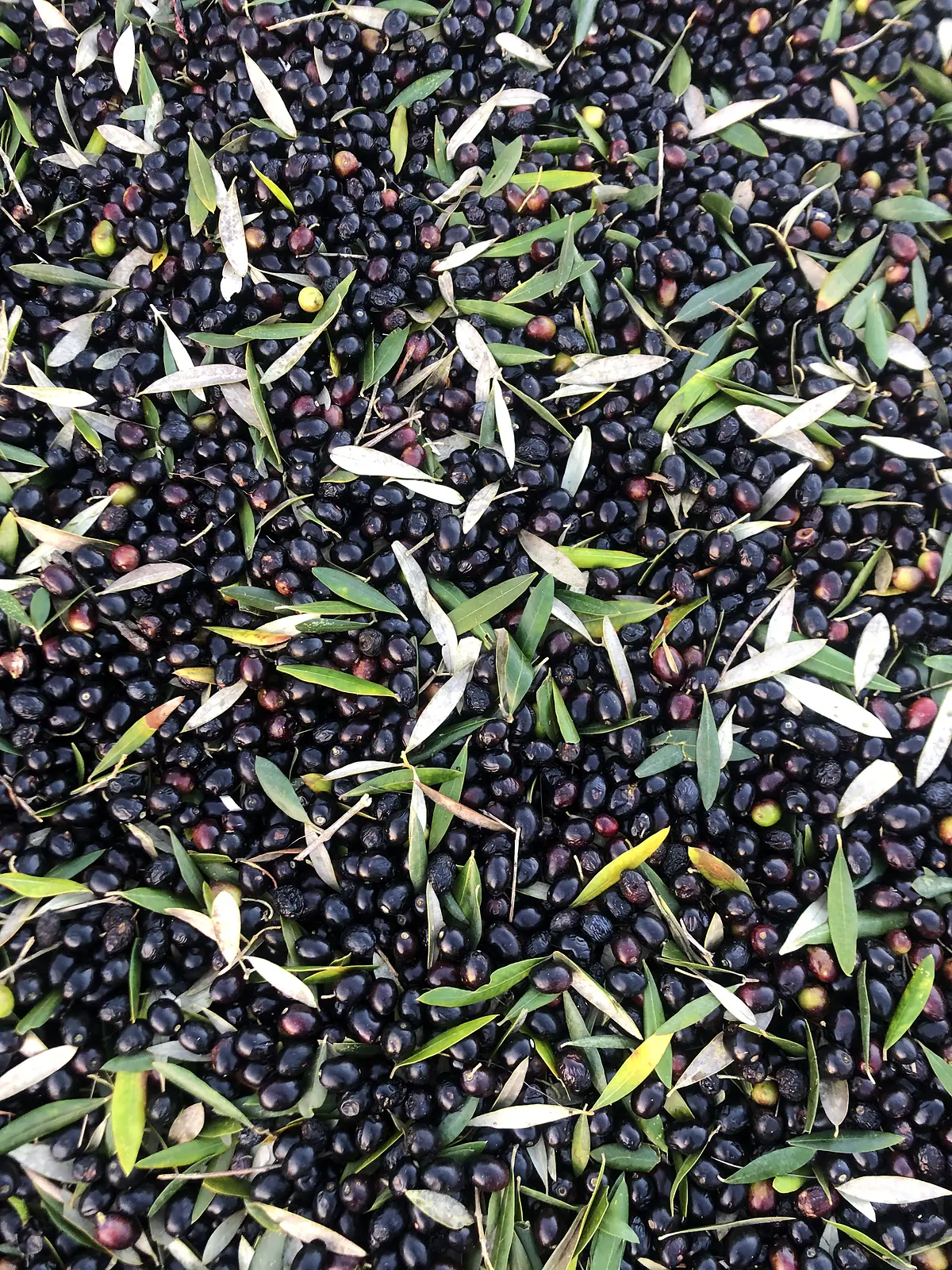 Freshly picked black and green olives with olive leaves