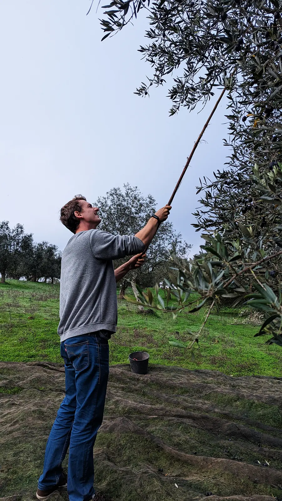 Beating the branches of an olive tree with a long pole