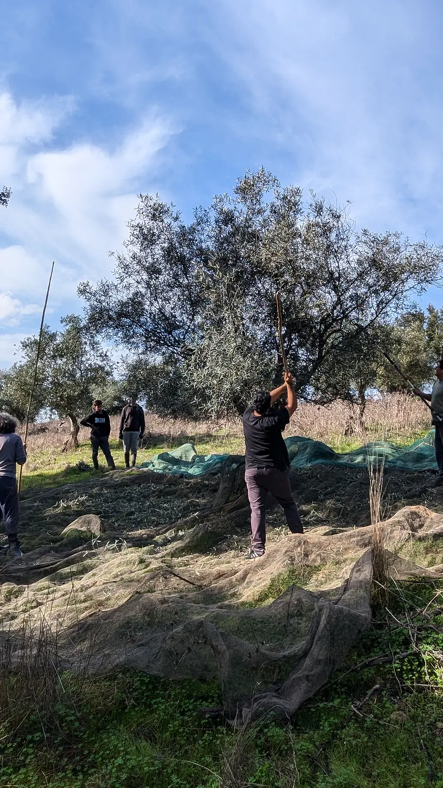 Shaking an olive tree over the harvest nets in the Alentejo countryside
