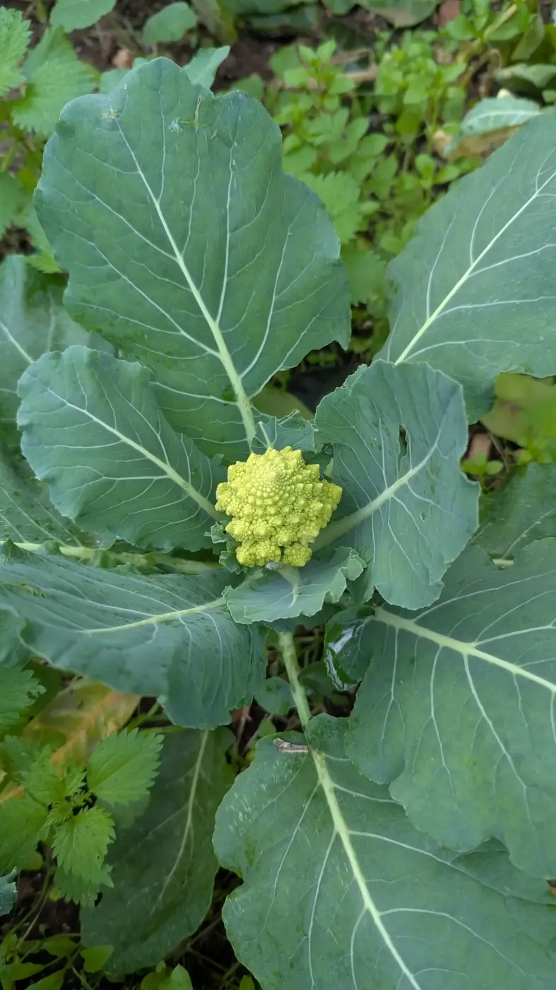 Fresh ingredients from the farm at Manas Slowliving in Alentejo